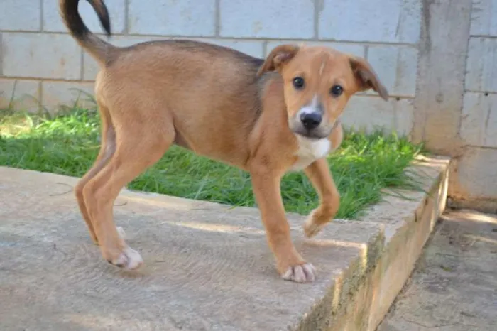 Cachorro ra a SRD idade 2 a 6 meses nome MARC, 7 MESES,  um 