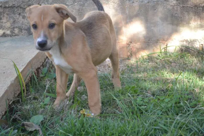 Cachorro ra a SRD idade 2 a 6 meses nome MARC, 7 MESES,  um 