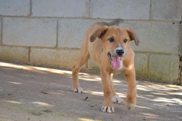 Cachorro ra a SRD idade 2 a 6 meses nome MARC, 7 MESES,  um 