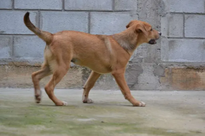 Cachorro ra a SRD idade 2 a 6 meses nome MARC, 7 MESES,  um 