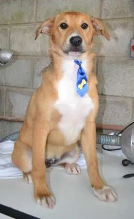 Cachorro raça SRD idade 2 a 6 meses nome MARC, 7 MESES,  um 