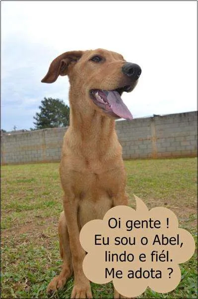 Cachorro ra a SRD idade 7 a 11 meses nome ABEL, 8 MESES, BEBE