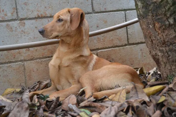 Cachorro ra a SRD idade 7 a 11 meses nome ABEL, 8 MESES, BEBE