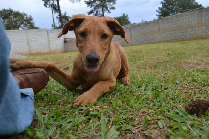 Cachorro ra a SRD idade 7 a 11 meses nome ABEL, 8 MESES, BEBE