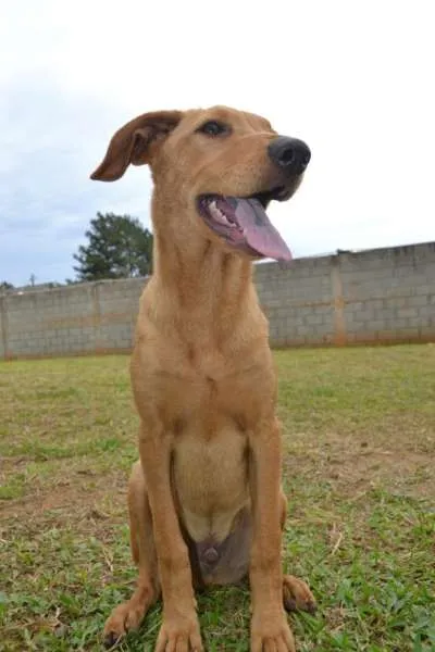 Cachorro ra a SRD idade 7 a 11 meses nome ABEL, 8 MESES, BEBE