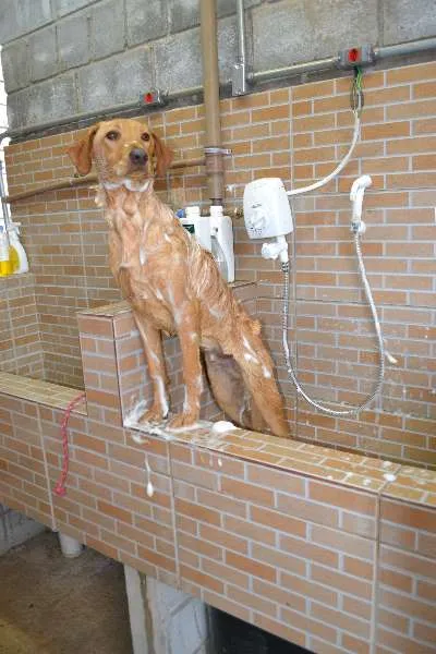Cachorro ra a SRD idade 7 a 11 meses nome ABEL, 8 MESES, BEBE
