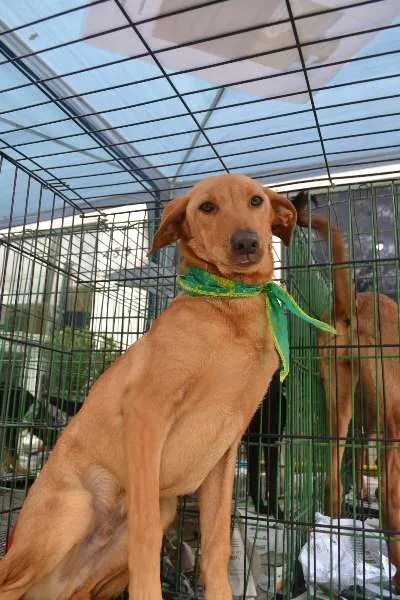 Cachorro ra a SRD idade 7 a 11 meses nome ABEL, 8 MESES, BEBE