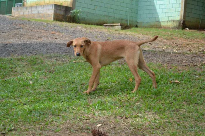 Cachorro ra a SRD idade 7 a 11 meses nome ABEL, 8 MESES, BEBE