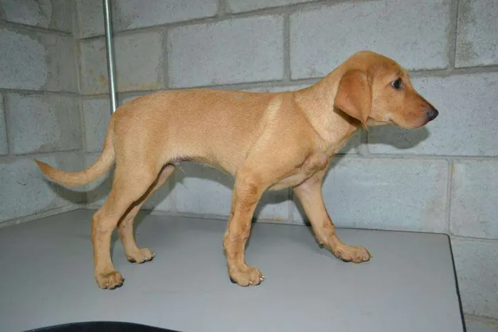 Cachorro ra a SRD idade 7 a 11 meses nome ABEL, 8 MESES, BEBE