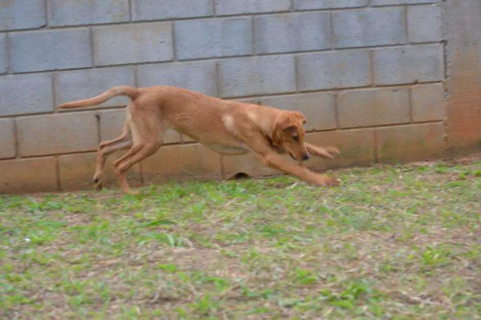 Cachorro ra a SRD idade 7 a 11 meses nome ABEL, 8 MESES, BEBE