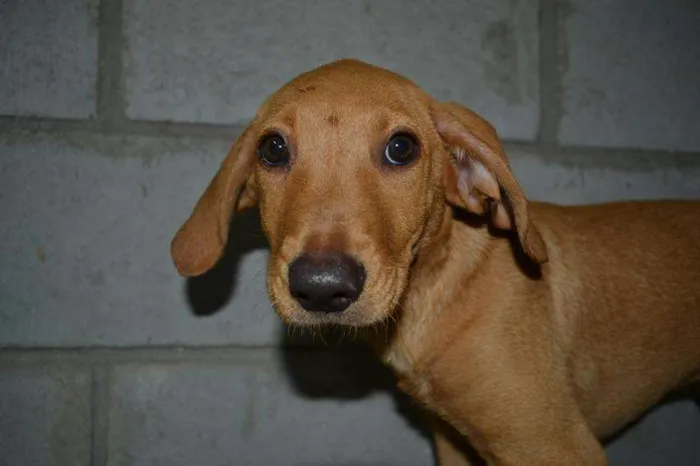 Cachorro ra a SRD idade 7 a 11 meses nome ABEL, 8 MESES, BEBE