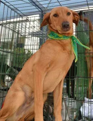 Cachorro raça SRD idade 7 a 11 meses nome ABEL, 8 MESES, BEBE