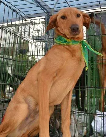Cachorro ra a SRD idade 7 a 11 meses nome ABEL, 8 MESES, BEBE