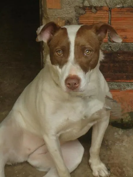Cachorro ra a SRD idade 1 ano nome Nani