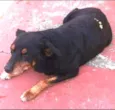 ROTT