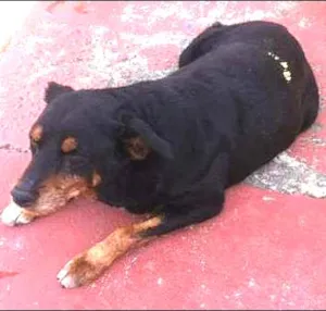 Cachorro raça Rottweiler idade 6 ou mais anos nome ROTT