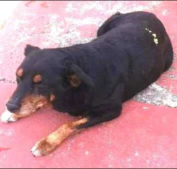 Cachorro ra a Rottweiler idade 6 ou mais anos nome ROTT
