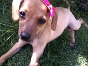 Cachorro raça  idade Abaixo de 2 meses nome Mel