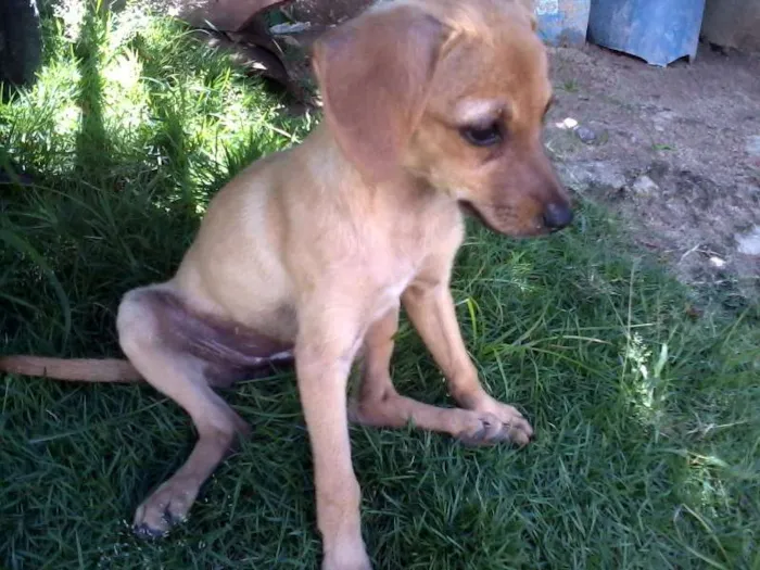 Cachorro raça  idade Abaixo de 2 meses nome Mel