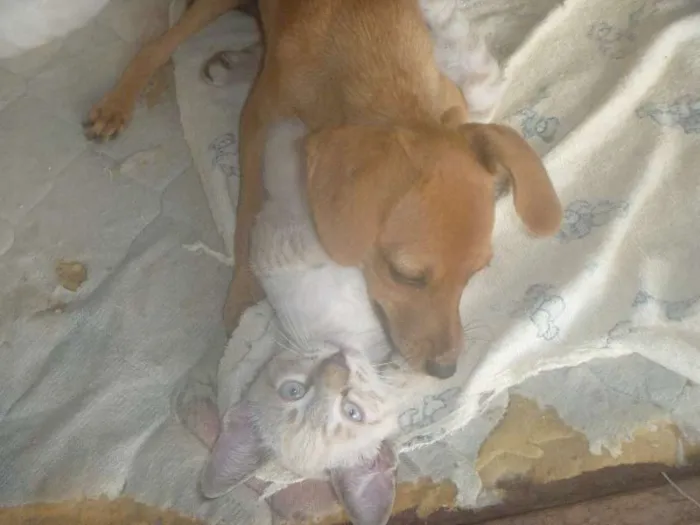 Cachorro raça  idade Abaixo de 2 meses nome Mel
