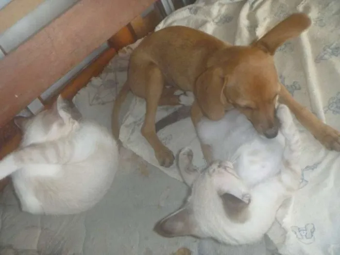 Cachorro raça  idade Abaixo de 2 meses nome Mel