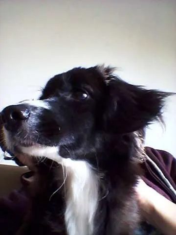Cachorro ra a Desconhecido idade 2 a 6 meses nome Shiva
