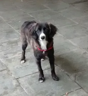 Cachorro ra a Desconhecido idade 2 a 6 meses nome Shiva
