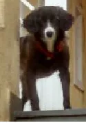 Cachorro ra a Desconhecido idade 2 a 6 meses nome Shiva