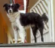 Doguinho