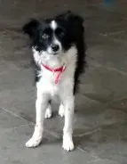 Cachorro raça Vira-lata idade 7 a 11 meses nome Doguinho