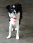 Doguinho