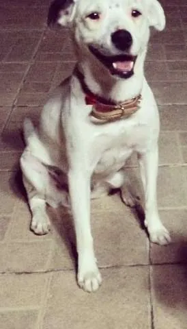 Cachorro ra a Vira-lata idade 2 anos nome Branca