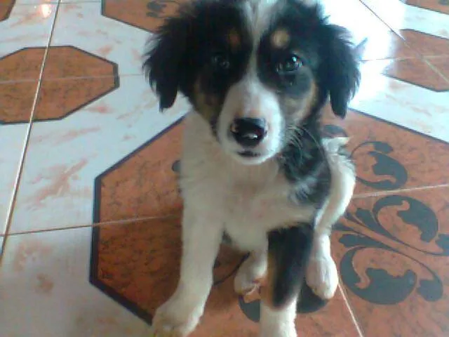 Cachorro ra a  idade 2 a 6 meses nome Anita Lolly
