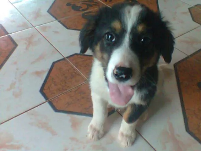 Cachorro ra a  idade 2 a 6 meses nome Anita Lolly