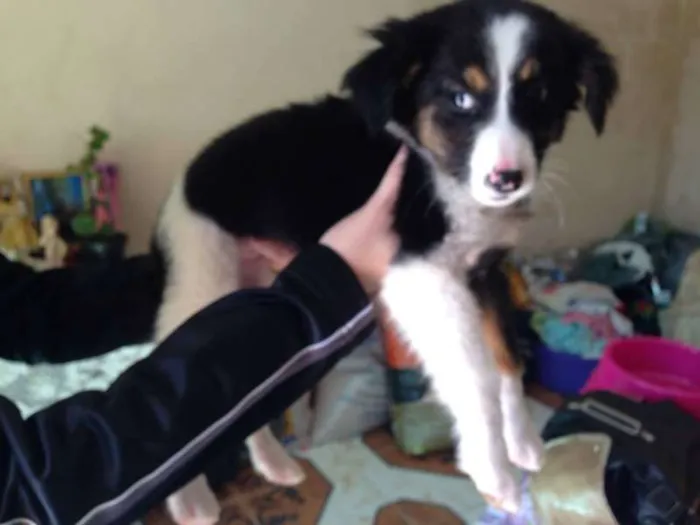 Cachorro ra a  idade 2 a 6 meses nome Anita Lolly