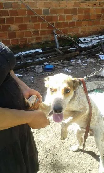 Cachorro raça vira-lata idade 1 ano nome Joe