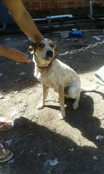 Cachorro raça vira-lata idade 1 ano nome Joe