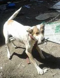 Cachorro raça vira-lata idade 1 ano nome Joe