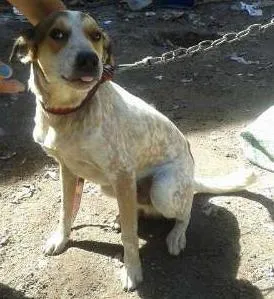 Cachorro raça vira-lata idade 1 ano nome Joe