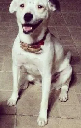 Cachorro ra a Vira-lata idade 2 anos nome Branca