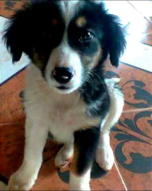 Cachorro raça  idade 2 a 6 meses nome Anita Lolly