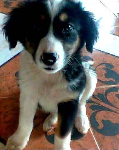 Cachorro ra a  idade 2 a 6 meses nome Anita Lolly