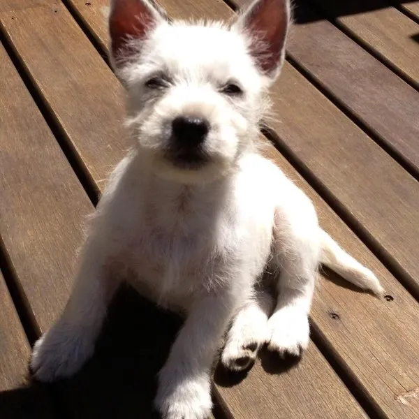 Cachorro ra a highland terrier idade 1 ano nome Lua
