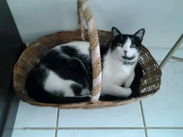 Gato raça mestiço idade 6 ou mais anos nome Kitty