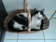 Kitty