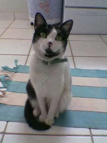 Gato raça mestiço idade 6 ou mais anos nome Kitty