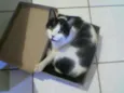 Kitty