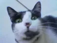 Kitty
