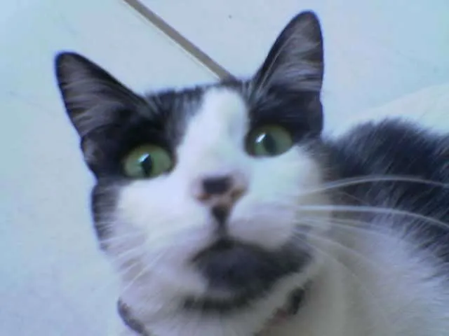Gato raça mestiço idade 6 ou mais anos nome Kitty