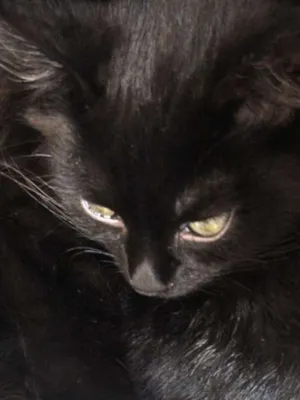 Gato raça SRD idade 2 a 6 meses nome Joaquim